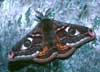 emperor moth